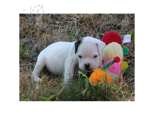 Καλαίσθητο ΚΟΥΤΑΒΙ BOXER ΔΙΑΘΕΣΙΜΑ για ένα νέο σπίτι...